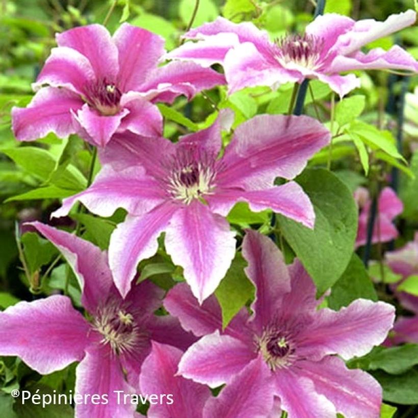 Clematis Carnaby - Grootbloemige clematis (Bloei)
