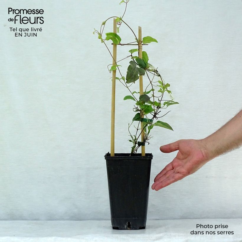 Exemplaar van Clematis Carnaby - Grootbloemige clematis Pot van 1,5 l/2 l zoals geleverd in de zomer