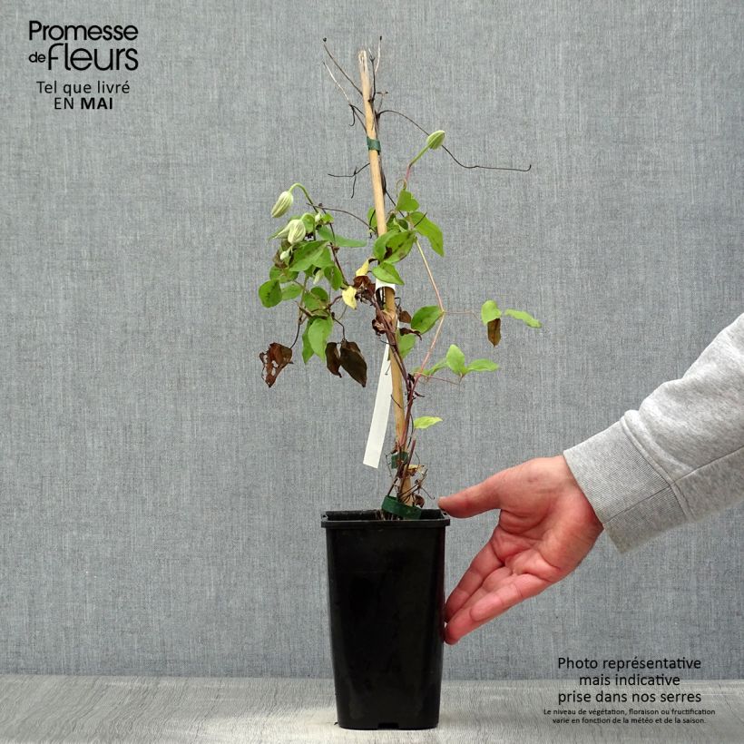 Exemplaar van Clematis Cezanne - Grootbloemige clematis Pot van 1,5 l/2 l zoals geleverd in de lente