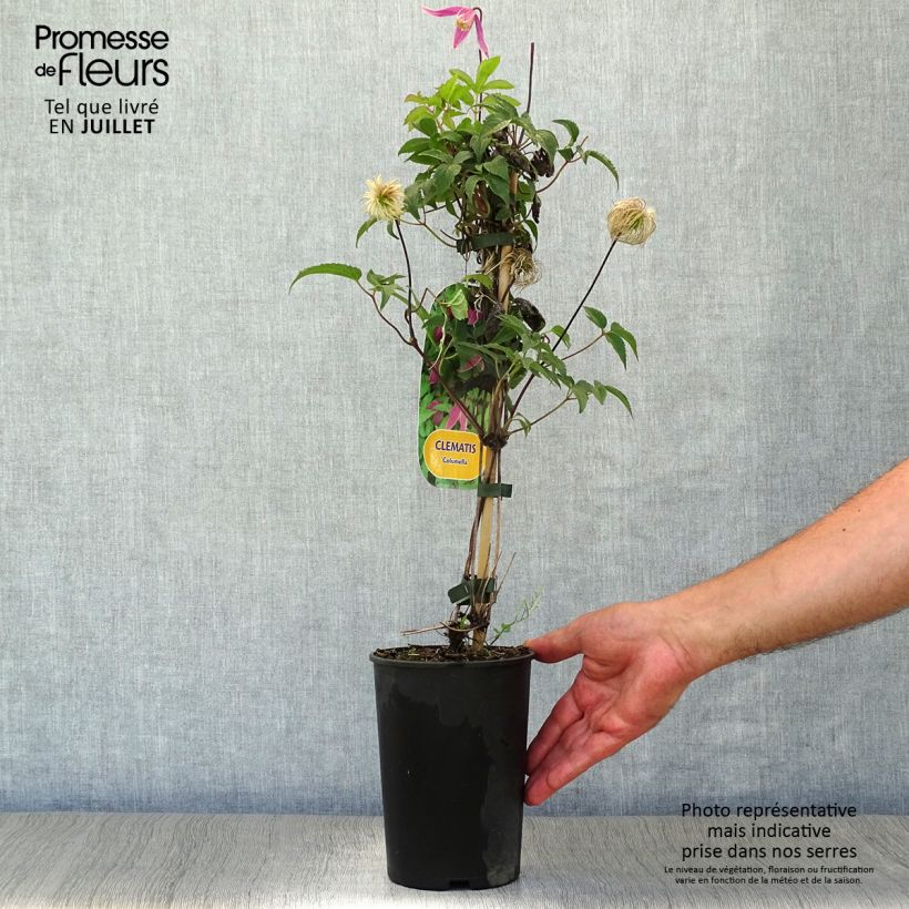Exemplaar van Clematis Columella - Kleinbloemige clematis Pot van 2 l/3 l zoals geleverd in de zomer