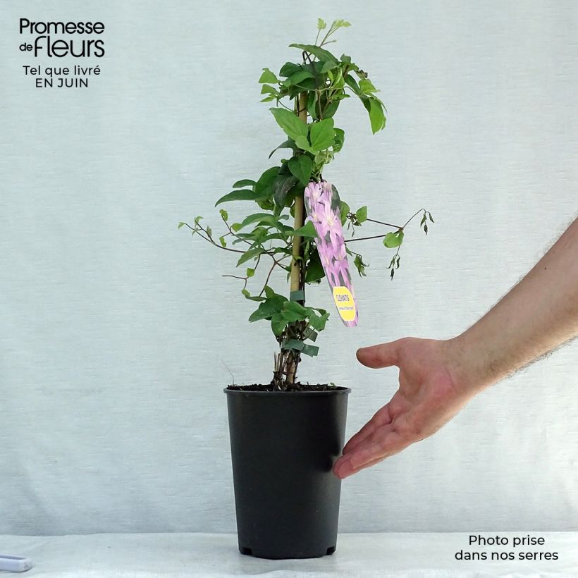 Exemplaar van Clematis patens Comtesse de Bouchaud - Bosrank Pot van 2 l/3 l zoals geleverd in de zomer
