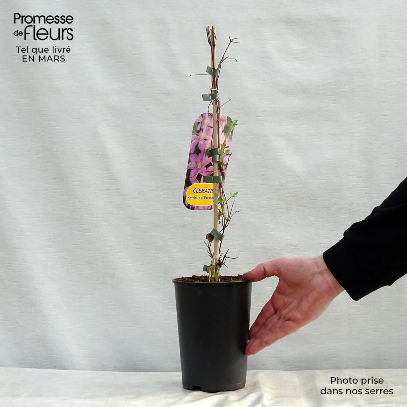 Example of Clematis patens Comtesse de Bouchaud - Bosrank Pot van 2 l/3 l as you get in printemps