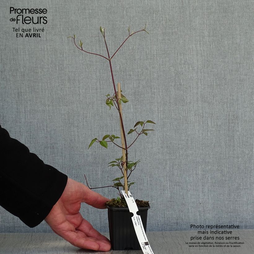 Example of Clematis patens Comtesse de Bouchaud - Bosrank Kweekpotje van 8/9 cm as you get in printemps