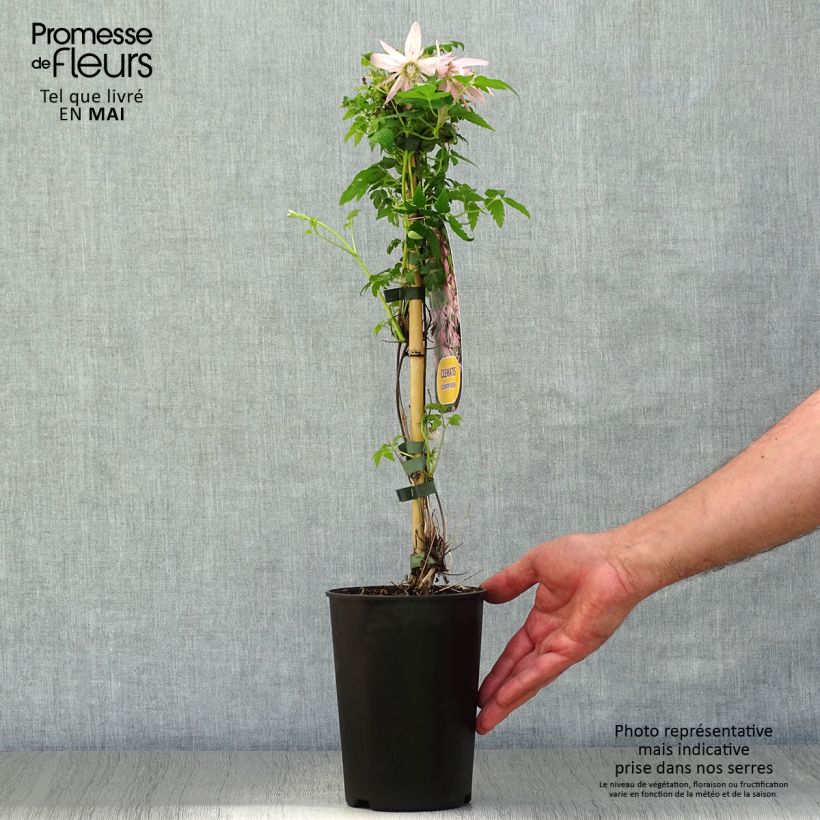 Exemplaar van Clematis Country Rose - Kleinbloemige clematis Pot van 2 l/3 l zoals geleverd in de lente