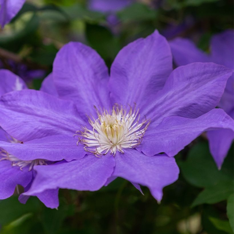 Clematis patens Couronne Royale - Bosrank (Bloei)