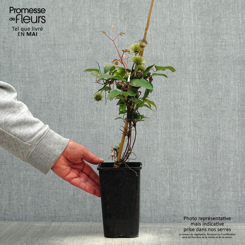 Exemplaar van Clematis patens Couronne Royale - Bosrank Pot van 1,5 l/2 l zoals geleverd in de lente