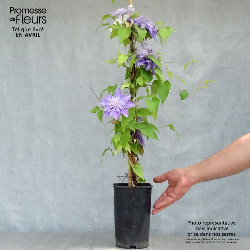 Example of Clematis patens Crystal Fountain - Bosrank Pot van 2 l/3 l as you get in printemps