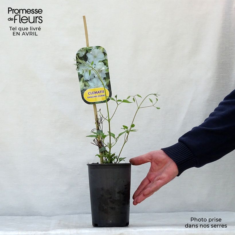 Exemplaar van Clematis patens Dancing Dorien Zodado - Bosrank Pot van 2 l/3 l zoals geleverd in de lente