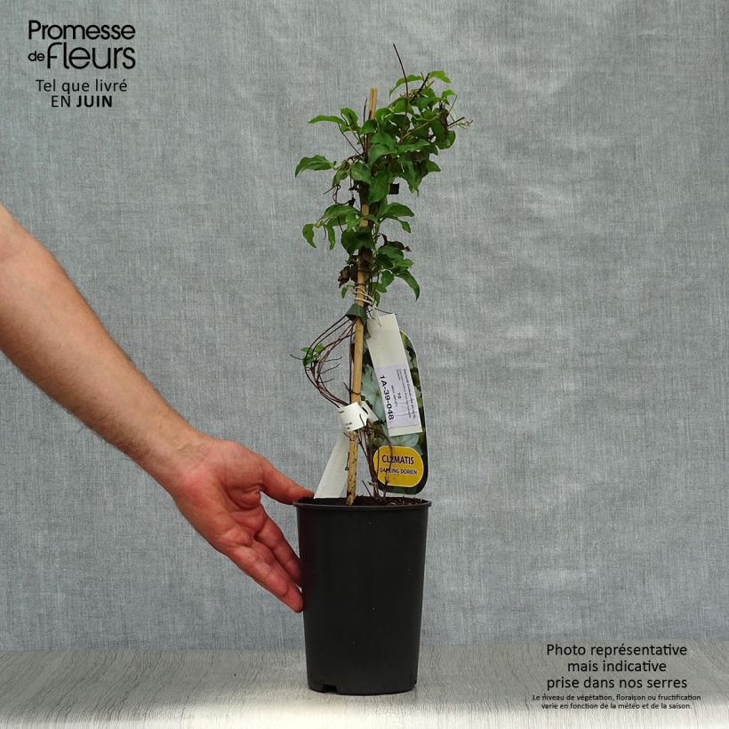 Exemplaar van Clematis patens Dancing Dorien Zodado - Bosrank Pot van 2 l/3 l zoals geleverd in de zomer