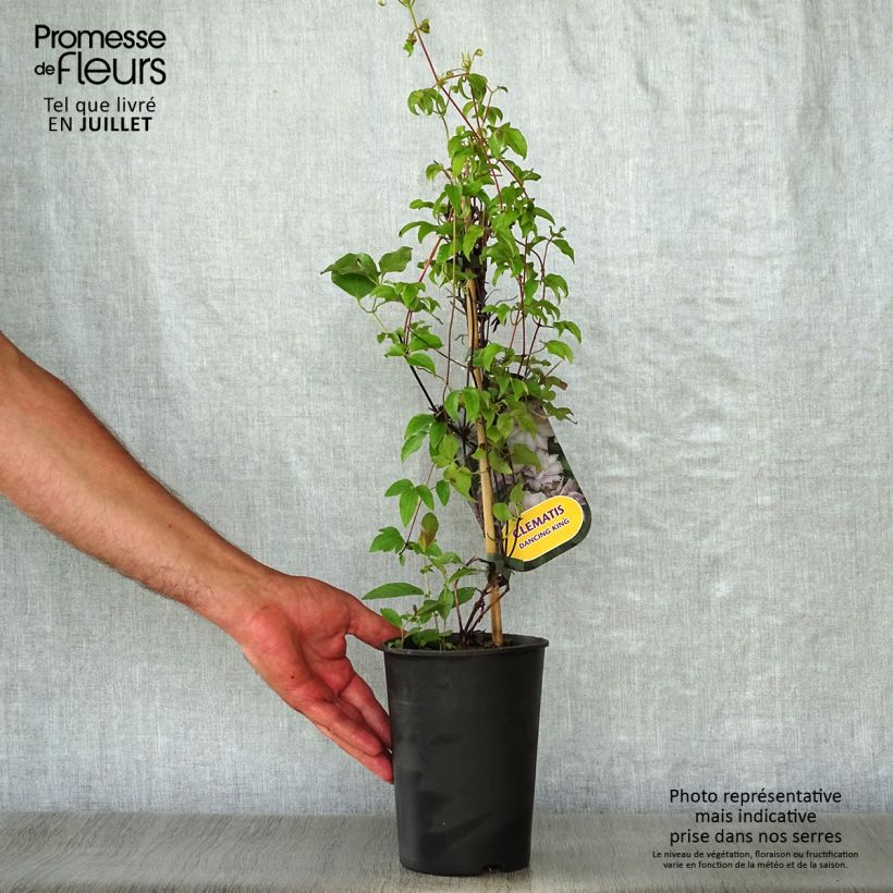 Exemplaar van Clematis patens Dancing King - Bosrank Pot van 2 l/3 l zoals geleverd in de zomer