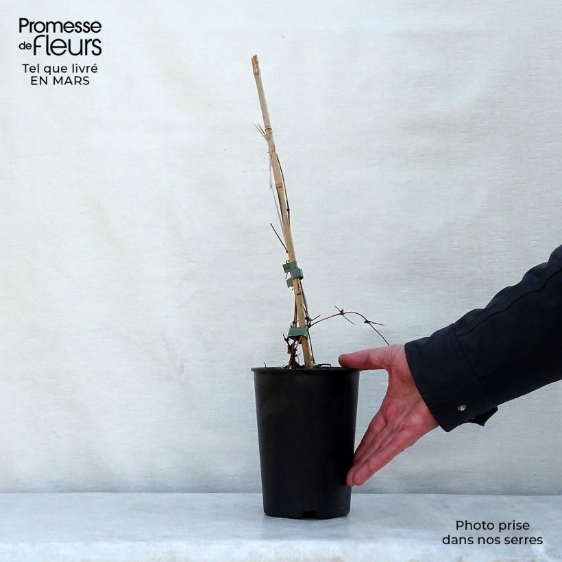 Example of Clematis patens Dancing Queen - Bosrank Pot van 2 l/3 l as you get in printemps