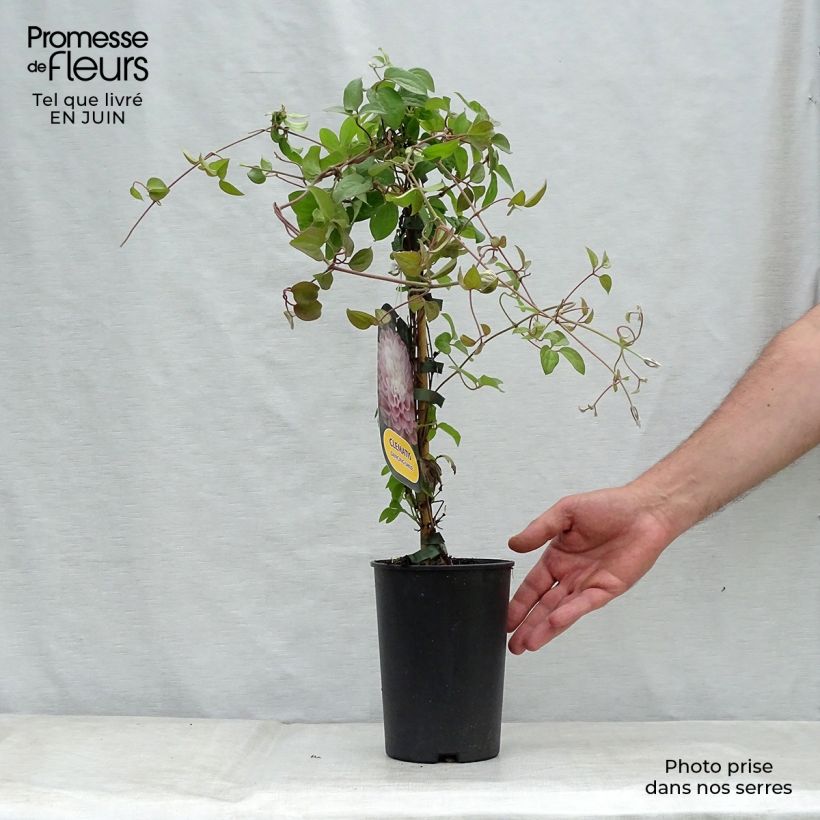 Exemplaar van Clematis patens Dancing Smile - Bosrank Pot van 2 l/3 l zoals geleverd in de zomer