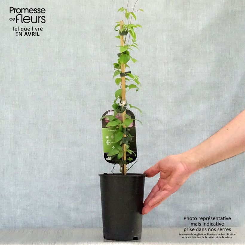 Example of Clematis patens Dancing Smile - Bosrank Pot van 2 l/3 l as you get in printemps