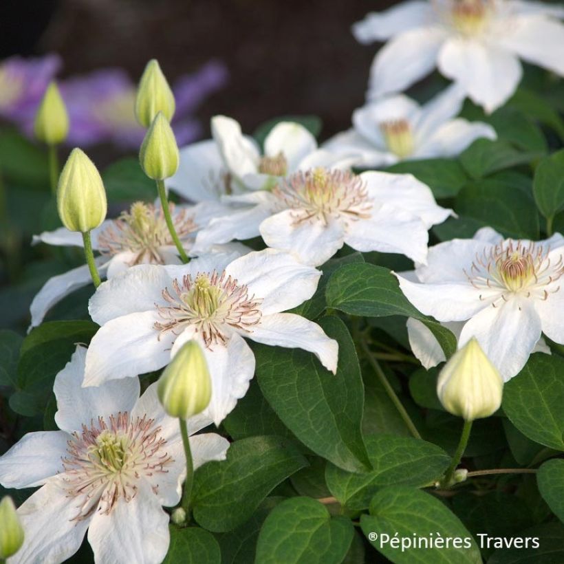Clematis Destiny - Grootbloemige clematis (Flowering)