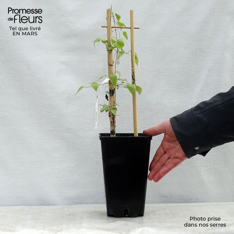 Example of Clematis Destiny - Grootbloemige clematis Pot van 1,5 l/2 l as you get in printemps