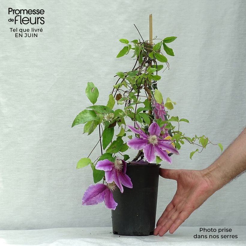 Exemplaar van Clematis patens Docteur Ruppel - Bosrank Pot van 2 l/3 l zoals geleverd in de zomer