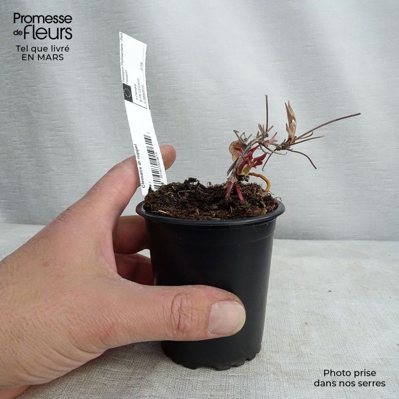 Example of Clematis patens Docteur Ruppel - Bosrank Kweekpotje van 8/9 cm as you get in printemps