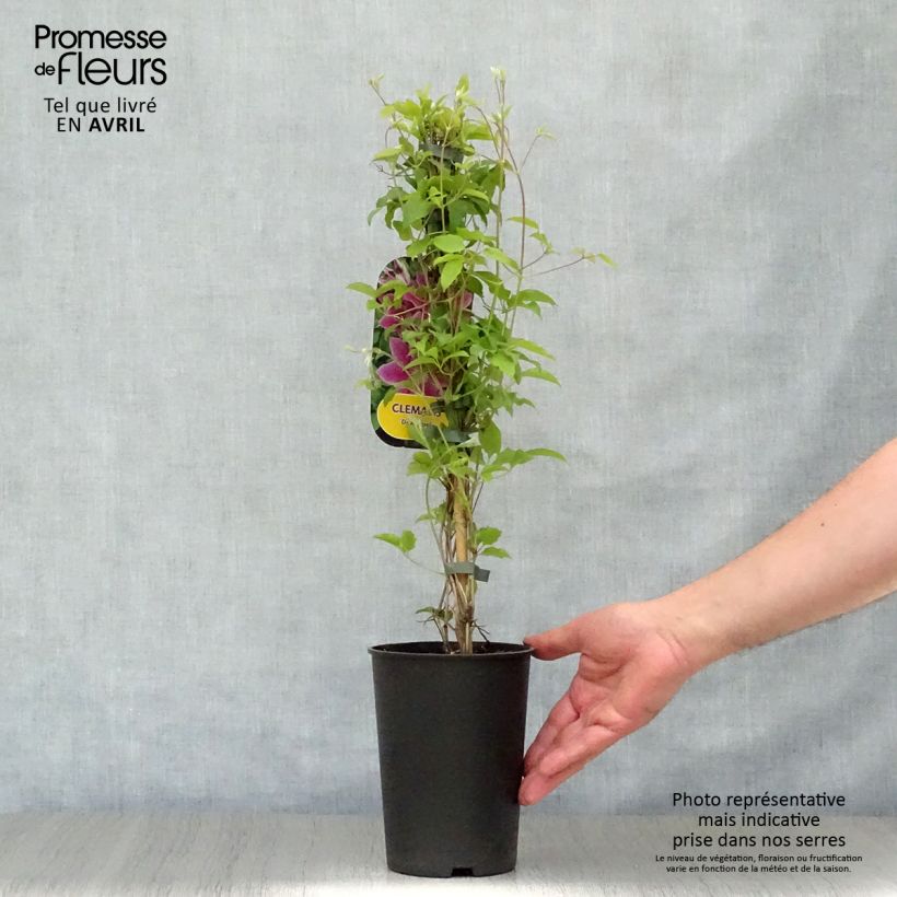 Example of Clematis patens Docteur Ruppel - Bosrank Pot van 2 l/3 l as you get in printemps