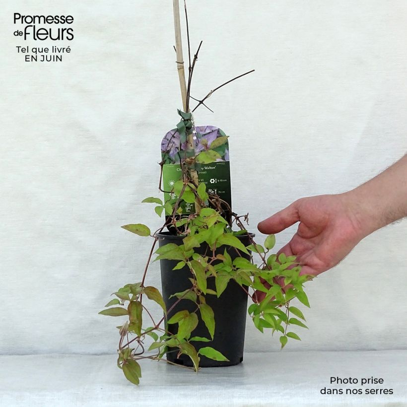 Exemplaar van Clematis Dorothy Walton - Grootbloemige clematis Pot van 1,5 l/2 l zoals geleverd in de zomer