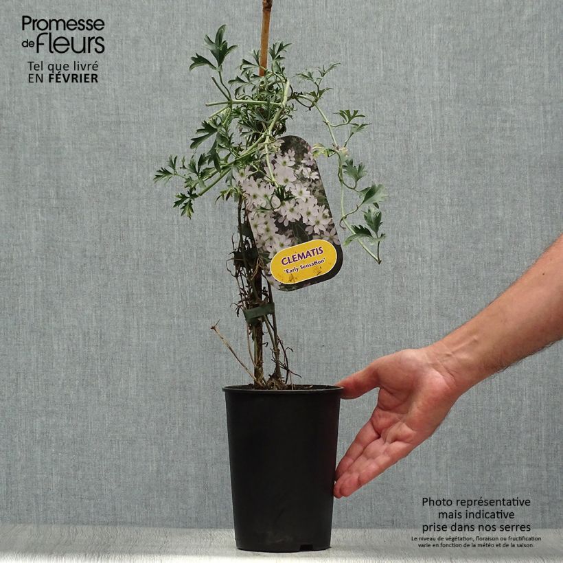 Exemplaar van Clematis Early Sensation - Bosrank Pot van 2 l/3 l zoals geleverd in de herfst