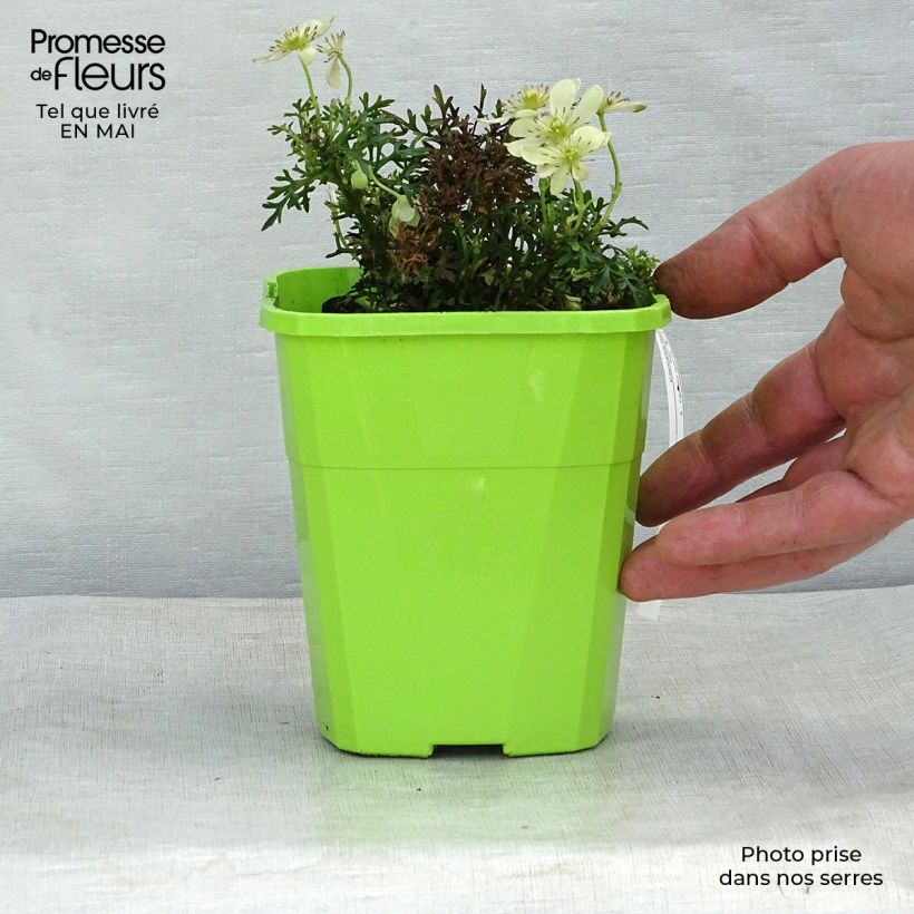 Example of Clematis Emerald Dream - Bosrank Pot van 1 l/1,5 l as you get in printemps