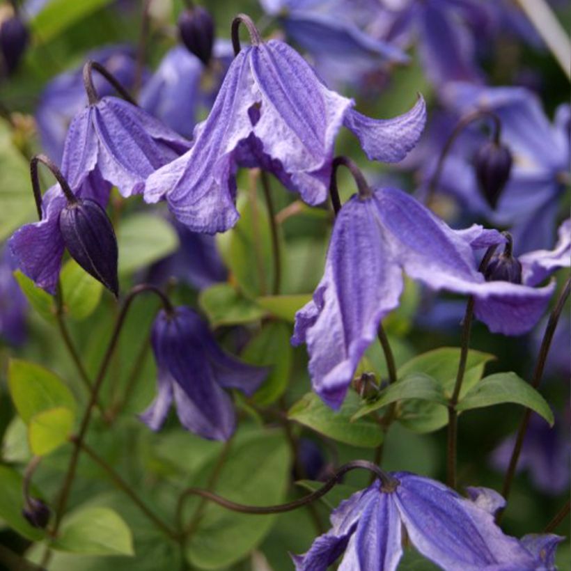 Clematis Eriostemon - Bosrank (Bloei)