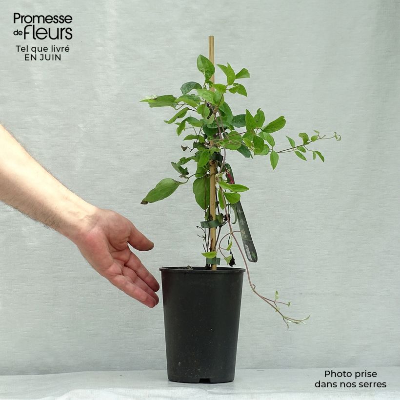 Exemplaar van Clematis viticella Ernest Marckham - Italiaanse clematis Pot van 2 l/3 l zoals geleverd in de zomer