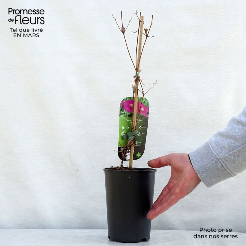 Exemplaar van Clematis viticella Ernest Marckham - Italiaanse clematis Pot van 2 l/3 l zoals geleverd in de lente