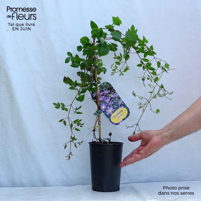 Exemplaar van Clematis patens Exciting - Bosrank Pot van 2 l/3 l zoals geleverd in de zomer