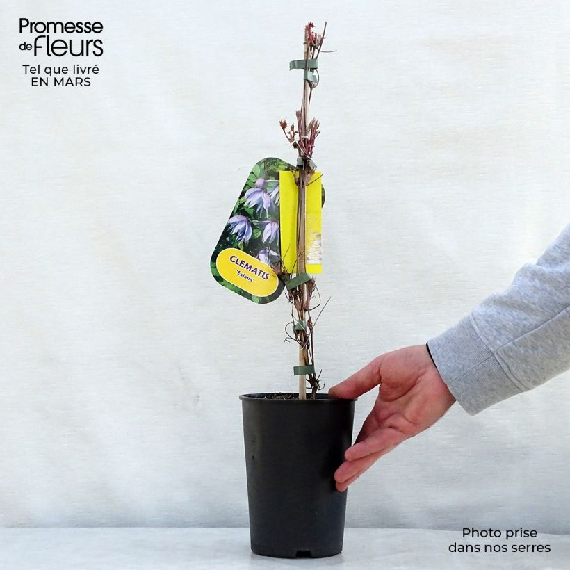 Example of Clematis Eximia - Kleinbloemige clematis Pot van 2 l/3 l as you get in printemps