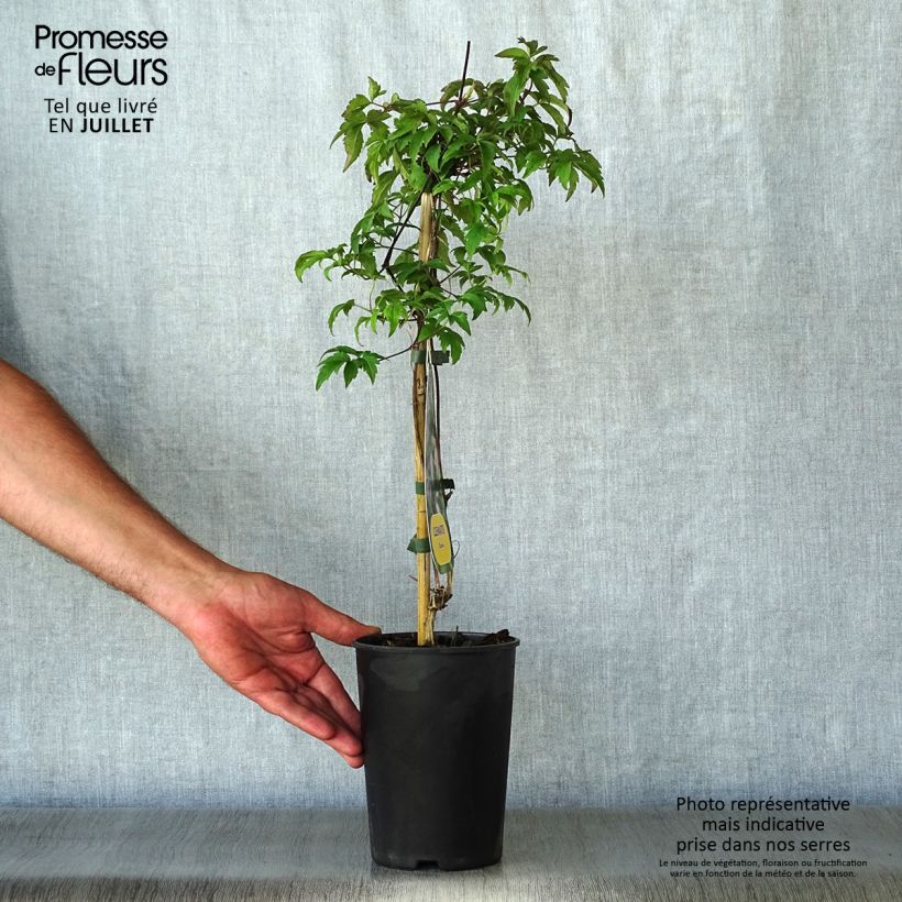 Exemplaar van Clematis Eximia - Kleinbloemige clematis Pot van 2 l/3 l zoals geleverd in de zomer