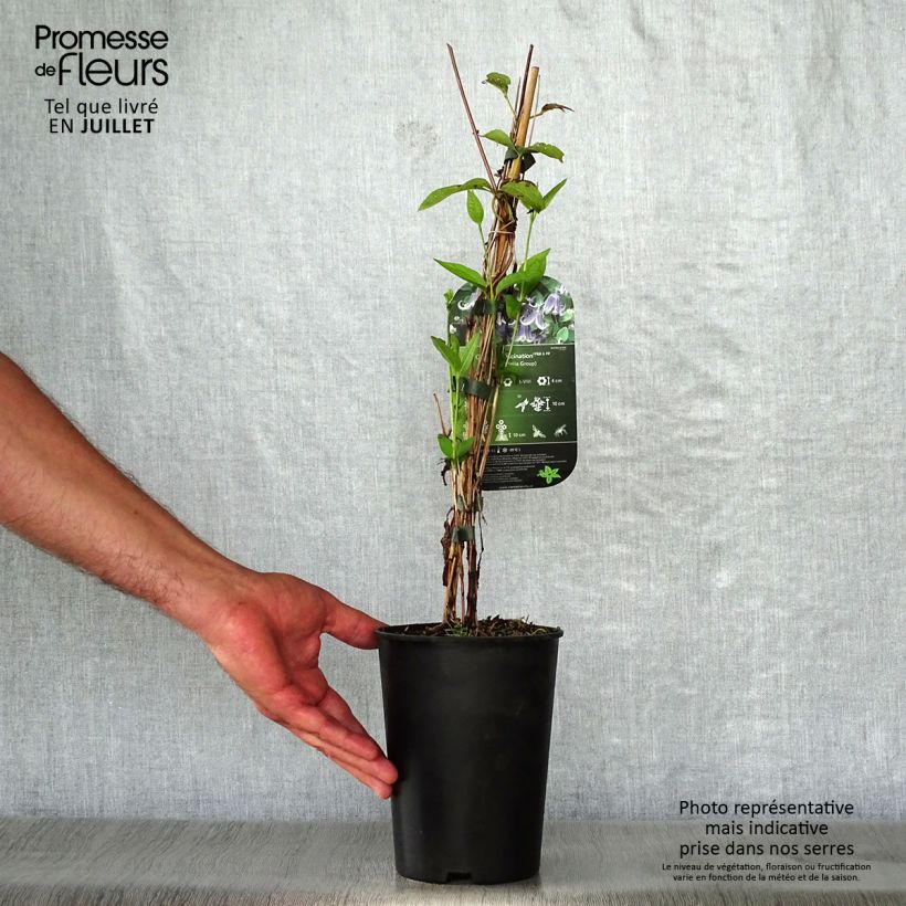Exemplaar van Clematis diversifolia Fascination - Kleinbloemige clematis Pot van 2 l/3 l zoals geleverd in de zomer