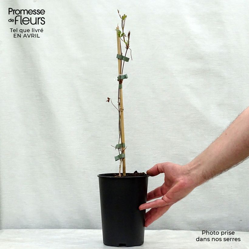 Example of Clematis florida Fond Memories - Bosrank Pot van 2 l/3 l as you get in printemps
