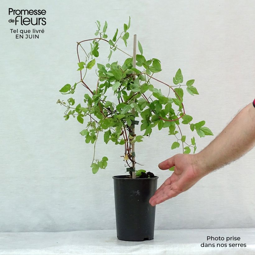 Exemplaar van Clematis jackmanii Forever Friends Zofofri - Bosrank Pot van 2 l/3 l zoals geleverd in de zomer