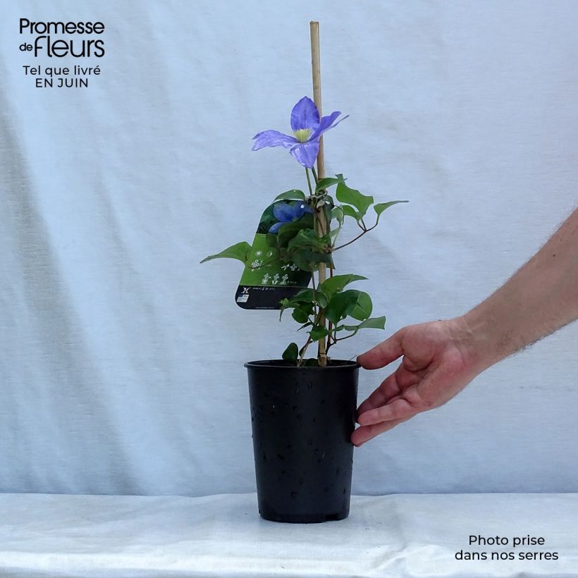 Exemplaar van Clematis patens Fuji Musume - Bosrank Pot van 2 l/3 l zoals geleverd in de zomer