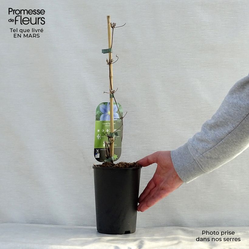 Example of Clematis patens Fuji Musume - Bosrank Pot van 2 l/3 l as you get in printemps