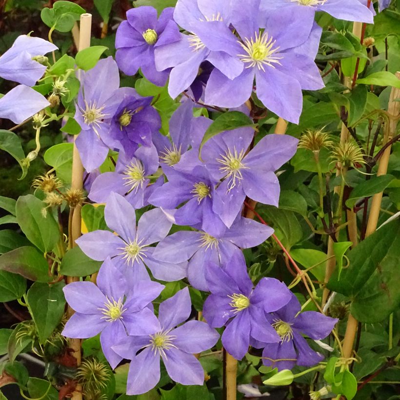 Clematis patens Fuji Musume - Bosrank (Groeiplaats)