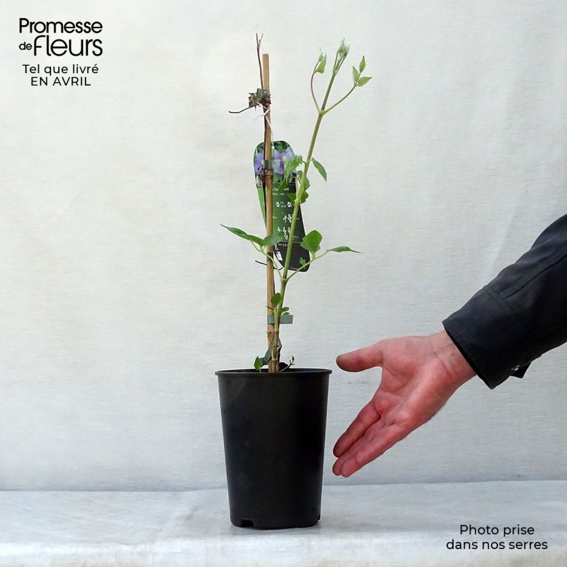Example of Clematis patens Général Sikorski - Bosrank Pot van 2 l/3 l as you get in printemps