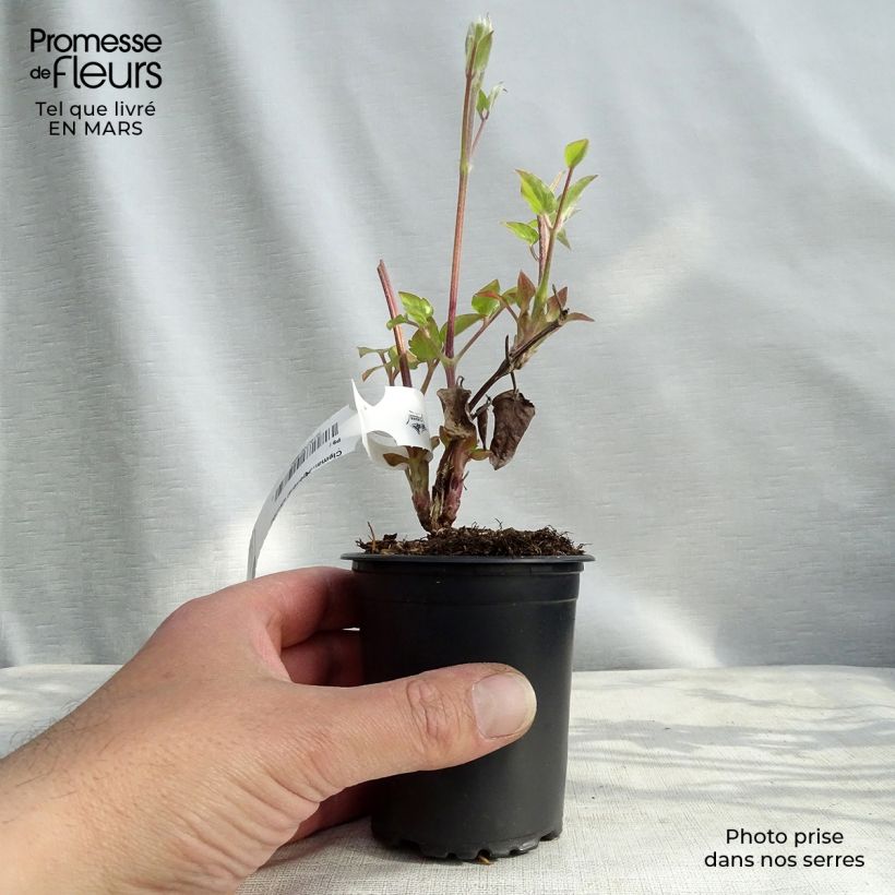 Example of Clematis patens Général Sikorski - Bosrank Kweekpotje van 8/9 cm as you get in printemps