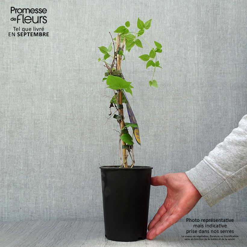 Exemplaar van Clematis patens Général Sikorski - Bosrank Pot van 2 l/3 l zoals geleverd in de herfst