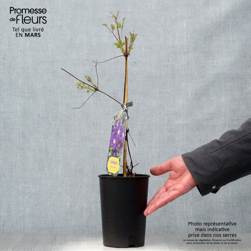 Example of Clematis Gipsy Queen - Grootbloemige clematis Pot van 2 l/3 l as you get in printemps