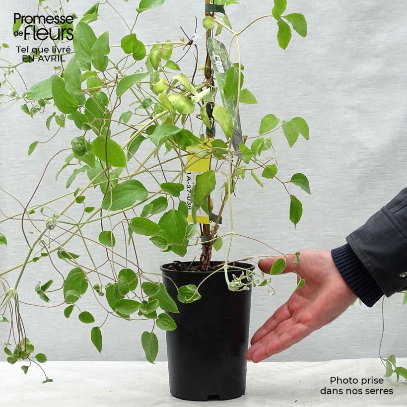 Example of Clematis Green Passion - Grootbloemige bosrank Pot van 2 l/3 l as you get in printemps