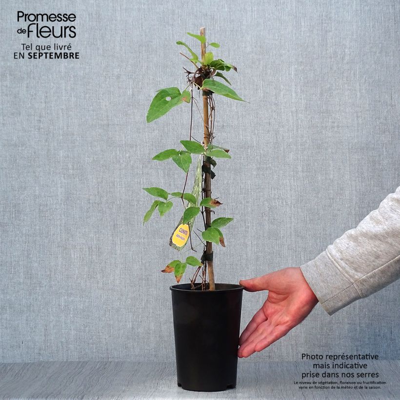 Exemplaar van Clematis Green Passion - Grootbloemige bosrank Pot van 2 l/3 l zoals geleverd in de herfst