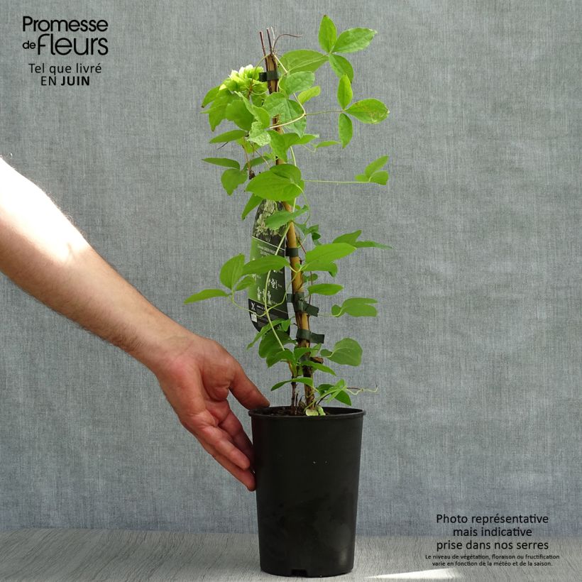Exemplaar van Clematis Green Passion - Grootbloemige bosrank Pot van 2 l/3 l zoals geleverd in de zomer