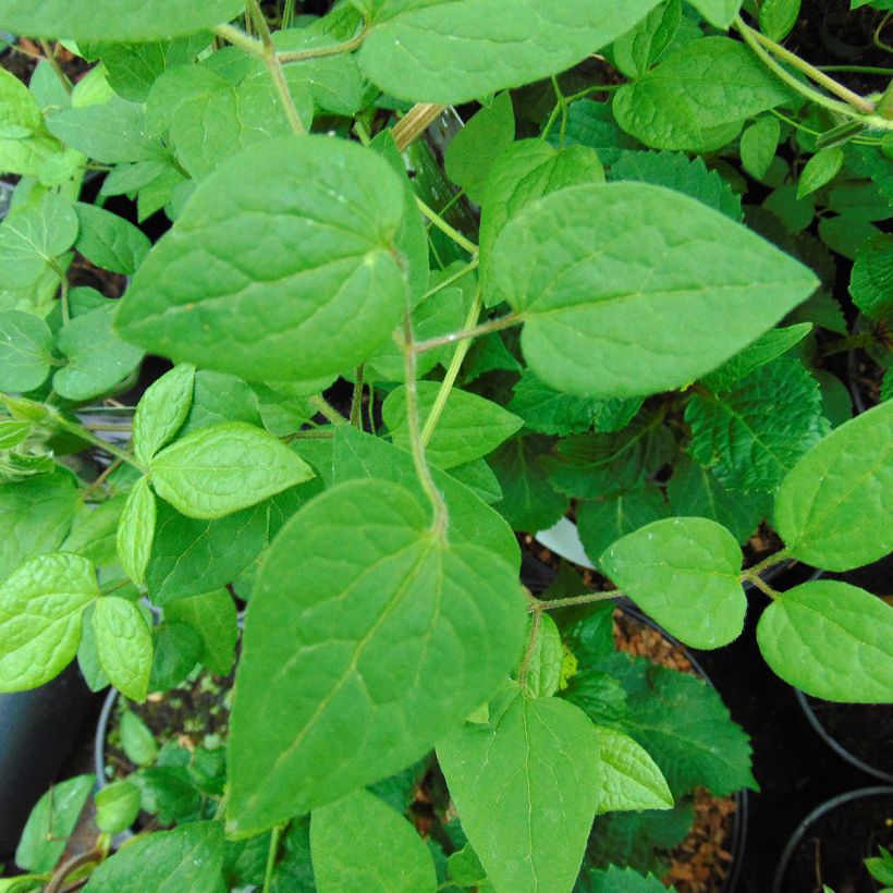 Clematis patens Guernsey Cream - Bosrank (Foliage)