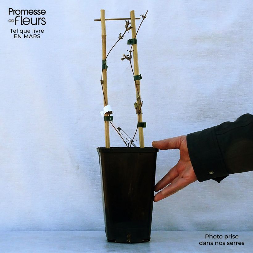 Example of Clematis H. F. Young - Grootbloemige clematis Pot van 1,5 l/2 l as you get in printemps