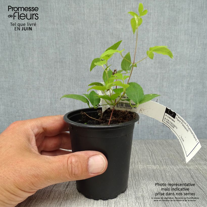 Exemplaar van Clematis patens Hagley  - Bosrank Kweekpotje van 8/9 cm zoals geleverd in de zomer