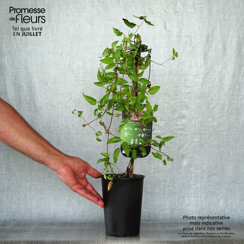 Exemplaar van Clematis patens Hagley  - Bosrank Pot van 2 l/3 l zoals geleverd in de zomer