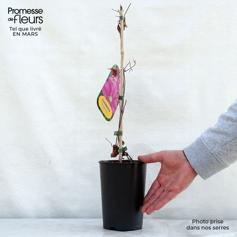 Exemplaar van Clematis patens Hanagurama - - Bosrank Pot van 2 l/3 l zoals geleverd in de lente