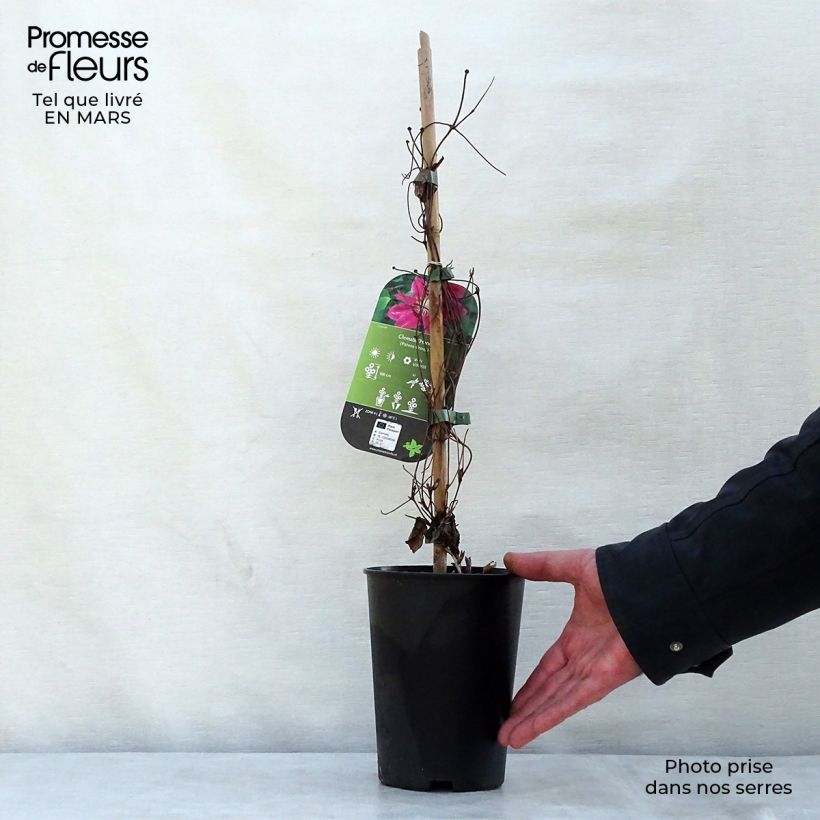 Example of Clematis Hania - Grootbloemige clematis Pot van 1,5 l/2 l as you get in printemps